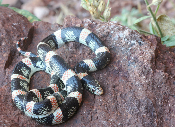 Long-nosed Snake
